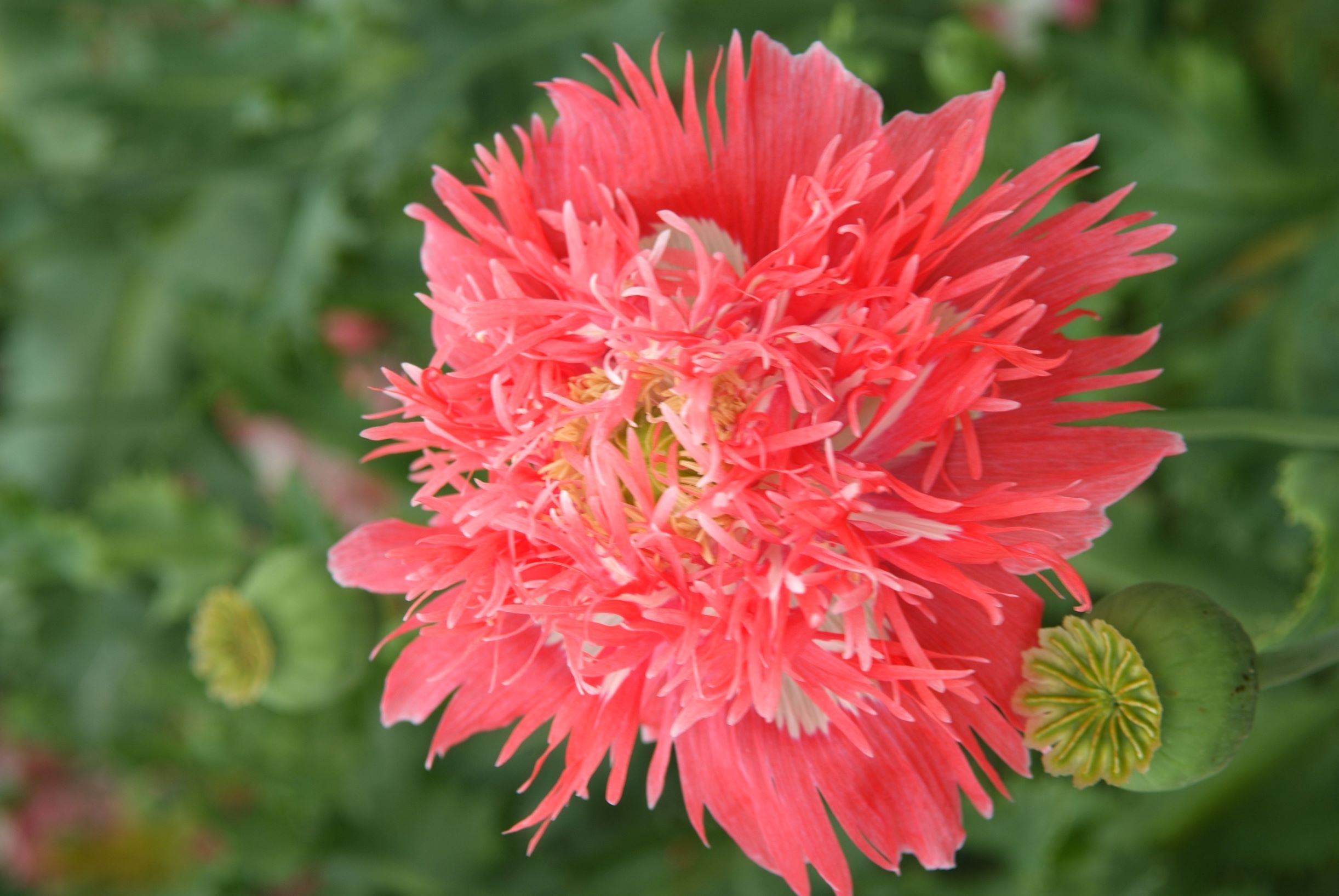 PAPAVERO FRANGIATO ROSA NR.50 SEMI - Foto 2